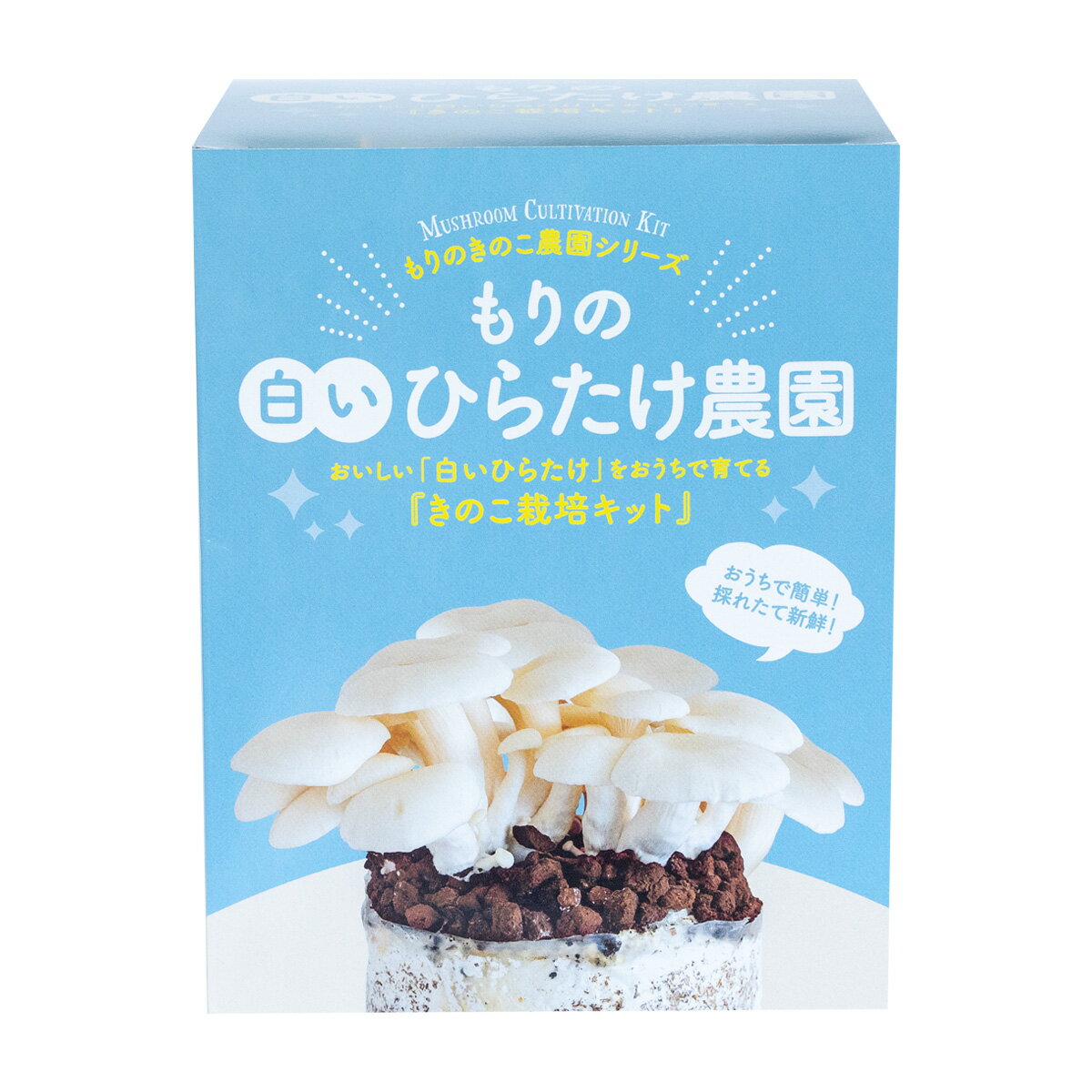 白いひらたけ栽培キット もりの白いひらたけ農園 | 白ヒラタケ 家庭菜園 自由研究 観察 室内 きのこ栽培 キノコ栽培 栽培キット 栽培セット 菌床 白ヒラタケ栽培 国産 キット セット 食育 園芸 きのこ栽培キット 種菌 きのこ ブロック 子供 体験キット 手作り 体験 キノコ その1