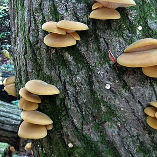 10��1:59�ޤ�P10�ܡáڰ¿��Υ᡼����ľ�Ρۤभ������� �भ�����μ� ��100�ġ�| �७������� �७������ �भ������ �७�������� �भ�������� ���ں��� ���Τ� ��� ���Υ� ��� ���Τ����� �����ڱ� �भ���� �७���� ���Υ��μ�� ���ڤभ����