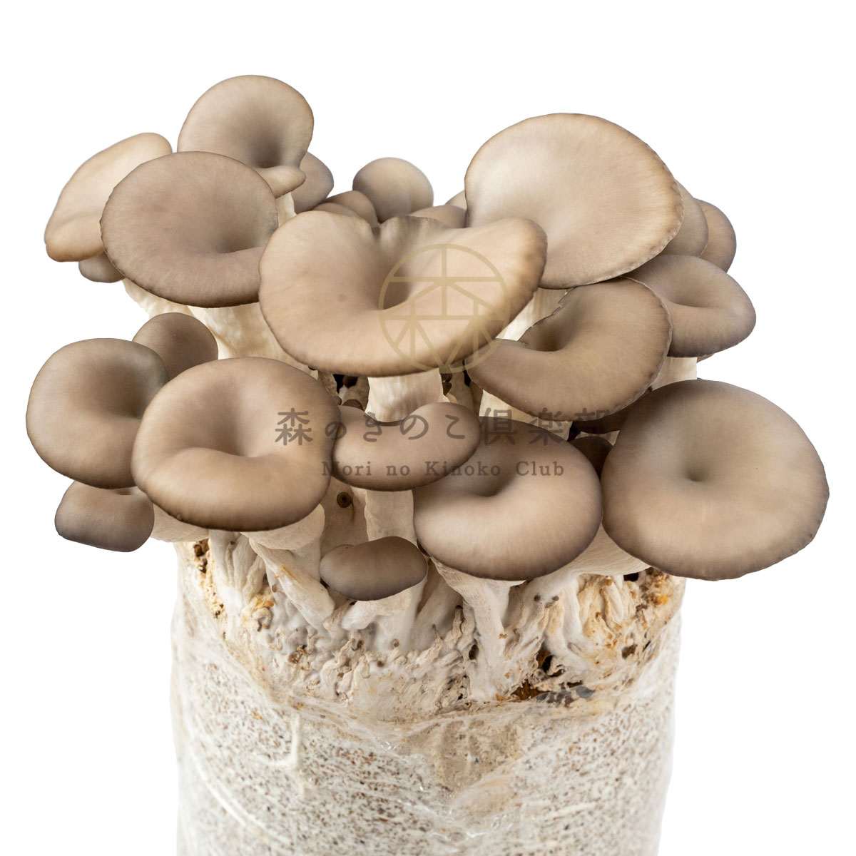 �Ҥ餿�����ݥ��å� ���ΤҤ餿������ | �ҥ饿�� �����ڱ� ��ͳ���� �ѻ� ���� ���Τ����� ���Υ����� ���ݥ��å� ���ݥ��å� �ݾ� �ҥ饿������ �� ���å� ���å� ���� ��� ���Τ����ݥ��å� ��� ���Τ� �֥��å� �Ҷ�