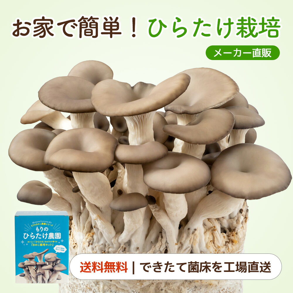 ひらたけ栽培キット もりのひらたけ農園｜ヒラタケ 家庭菜園 自由研究 観察 室内 きのこ栽培 キノコ栽培 栽培キット 栽培セット 菌床 ヒラタケ栽培 国産 キット 食育 食育キット きのこ栽培キット きのこ 子供 体験キット キノコ 収穫 送料無料