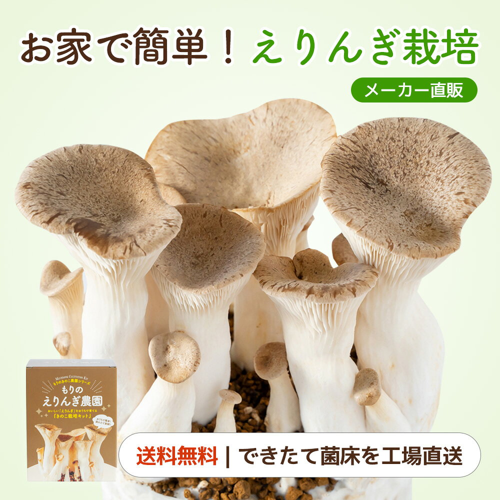 【フェア期間中 P10倍】えりんぎ栽培キット もりのえりんぎ農園｜エリンギ 家庭菜園 自由研究 観察 室内 きのこ栽培 キノコ栽培 栽培キット 栽培セット 菌床 エリンギ栽培 国産 キット セット 食育 食育キット きのこ栽培キット きのこ 子供 体験キット 体験 キノコ 収穫