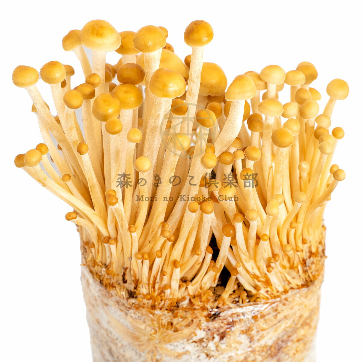 ���Τ��������ݥ��å� ���Τ��Τ��������� | ���Τ� ���Υ� ���Υ����� �����ڱ� ��ͳ���� ���� ���Τ����� ���Υ����� ���ݥ��å� ���ݥ��å� �ݾ� ���Υ����� ���Τ��ꥦ�� ���������� �֥��å� �Ҷ� �θ����å� �θ� ���Τ��� ���Υ� ���Τ�