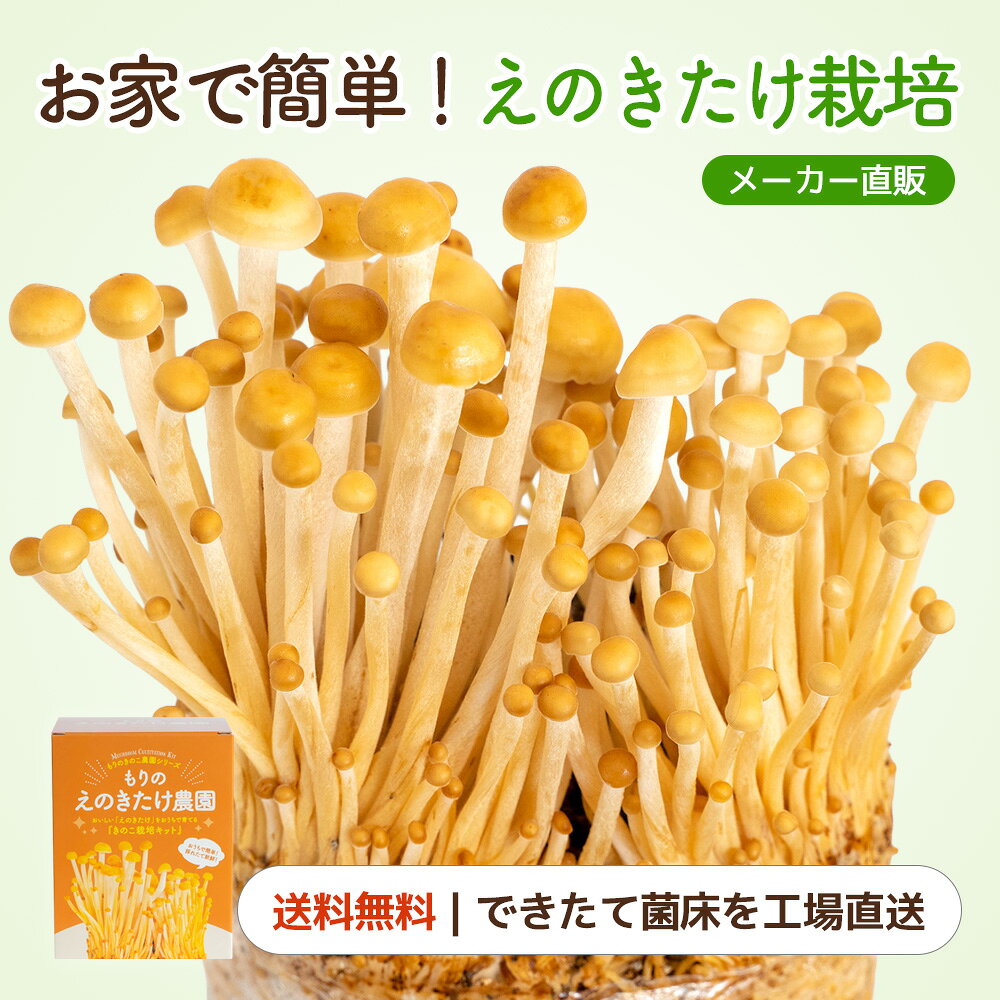 えのきたけ栽培キット もりのえのきたけ農園 えのき エノキ エノキタケ 家庭菜園 自由研究 室内 きのこ栽培 キノコ栽…