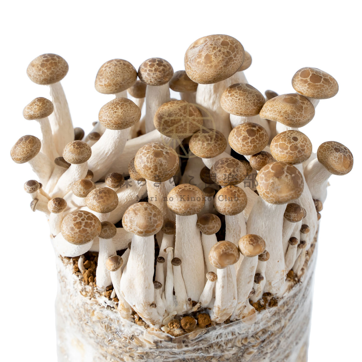 �֤ʤ��ᤸ���ݥ��å� ���Τ֤ʤ��ᤸ���� | �֥ʥ��᥸ �����ڱ� ��ͳ���� �ѻ� ��� ���� ���Τ����� ���Υ����� ���ݥ��å� ���ݥ��å� �ݾ� �� ���å� ���������� ���� ��� ���Τ����ݥ��å�