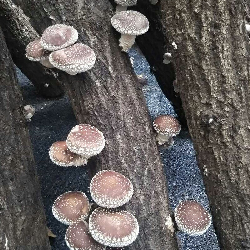 10��1:59�ޤ�P10�ܡáڰ¿��Υ᡼����ľ�Ρۤ���������� ��Ƿ�� ���������μ��400�ġ�| ����������� ������� ���������� ������ ������������ ������������ �������� ���ڤ������� �������� ���Τ� ��� ���Υ� ���� ��� ���ڥ������� ���� �����ݶ�