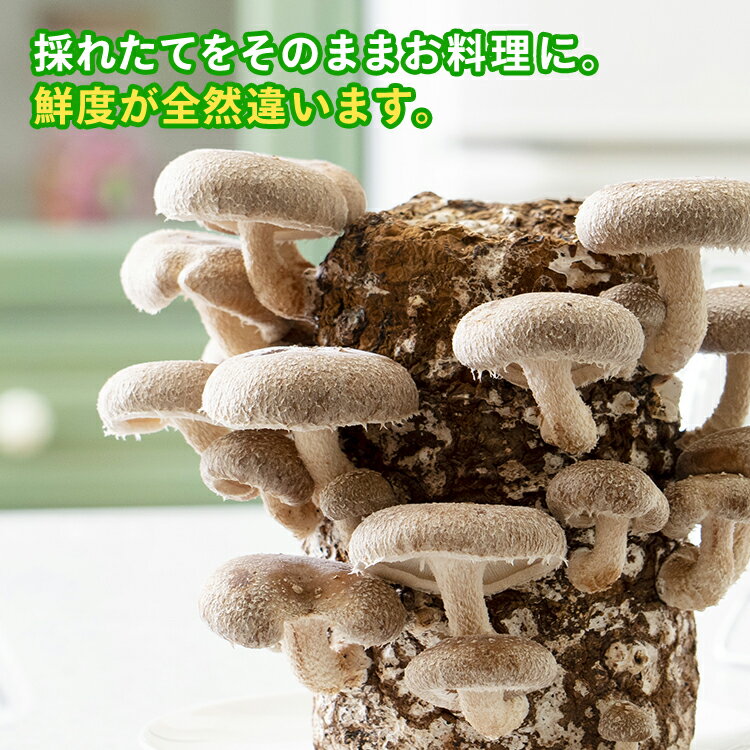 旬の竹の子　木の芽和え　業務用　1000g