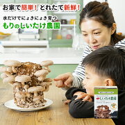 楽天市場 しいたけ栽培キット もりのしいたけ農園 椎茸 しいたけ シイタケ 家庭菜園 自由研究 観察 野菜 初心者向け 室内 きのこ栽培 キノコ栽培 栽培キット 栽培セット 菌床 生しいたけ 生シイタケ 国産 おうち時間 巣ごもり Stayhome ステイホーム 送料無料 森の