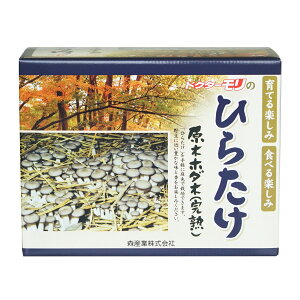 【ほだ木】原木ヒラタケ栽培キット ひらたけの成る木（短木） | ヒラタケ栽培 原木ヒラタケ 原木ひらたけ 原木シメジ 原木しめじ 家庭菜園 野菜 きのこ栽培 キノコ栽培 ホダ木 ほだ木 榾木 国産