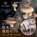 穴あき原木 はじめての原木しいたけ栽培セット | 原木栽培 家庭菜園 きのこ栽培 キノコ栽培 椎茸種駒 しいたけ栽培 椎茸栽培 原木しいたけ 原木椎茸 金太郎 国産 送料無料 キノコ しいたけ 椎茸 シイタケ 原木 栽培 キット 種駒 椎茸キット