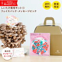 母の日×もりのしいたけ農園 ≪ギフトボックス/フェイスパック/メッセージカード/デコレーションピック≫付属品付き| しいたけ栽培キット きのこ栽培 栽培セット ...