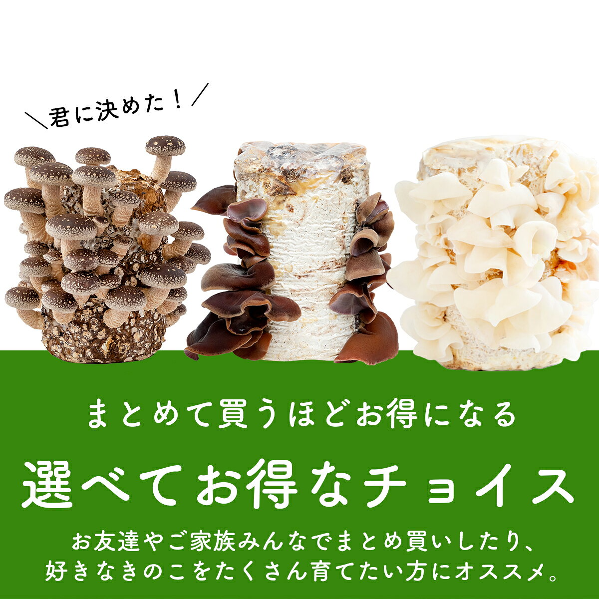 【ブロックのみ／付属品・説明書なし】【お好み4個 選べてお得】きのこ栽培ブロッ...