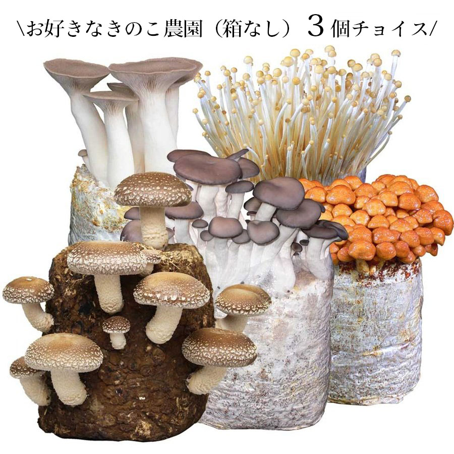 【まとめ買いでお得】きのこ栽培キット 農園3個チョイス（化粧箱なし）| キノコ栽培 きのこ栽培 しいたけ きくらげ エリンギ ぶなしめじ なめこ えのきたけ 家庭菜園 自由研究 観察 野菜 室内 菌床 送料無料 きのこリウム