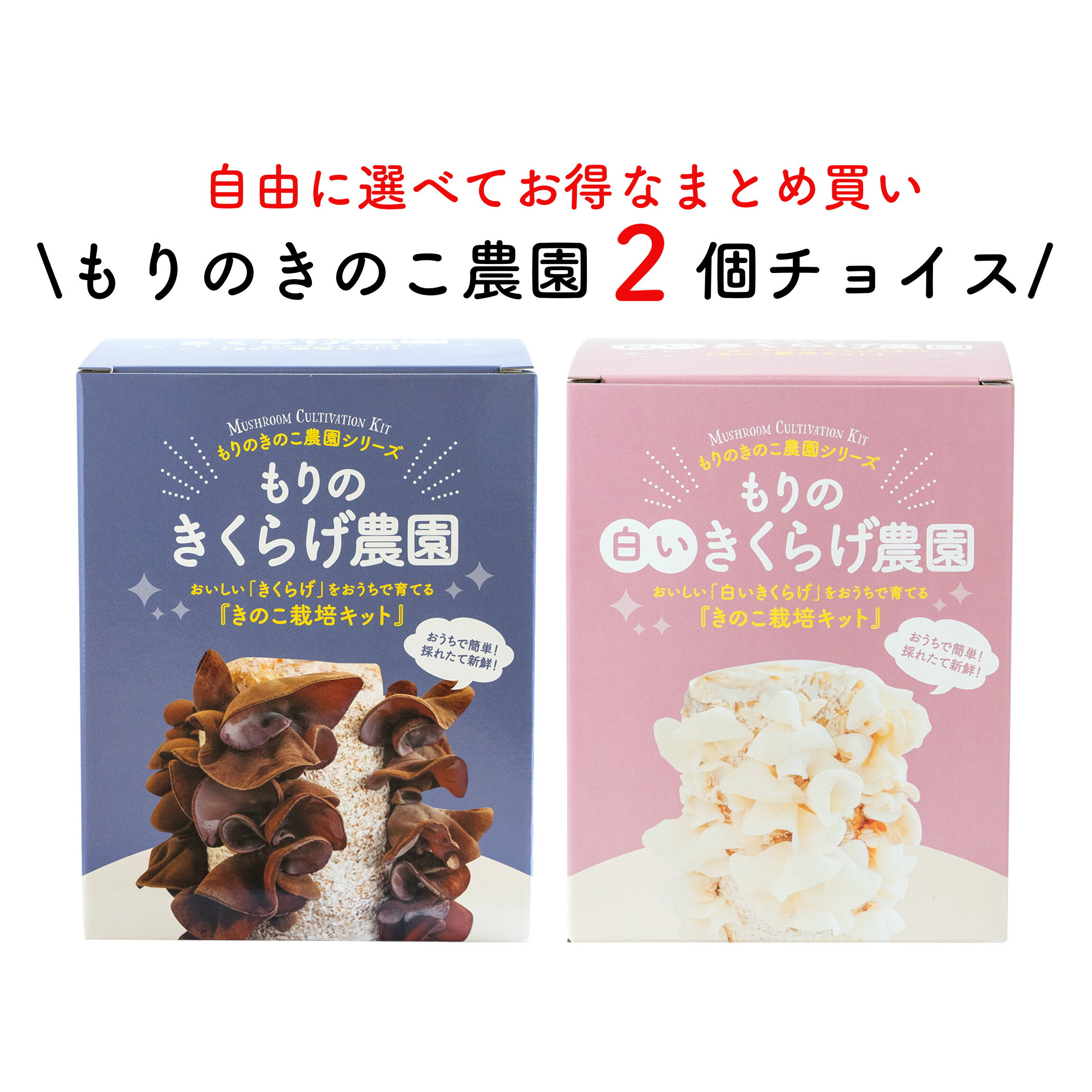 【お好み2個 選べてお得】きのこ栽培キット 農園2個チョイス（化粧箱付） | キノコ栽培 きのこ栽培 きくらげ 白いきくらげ 家庭菜園 野菜 食育 食育キット 野菜栽培キット きのこ 栽培キット 自由研究 きくらげ栽培 夏休み 白きくらげ 白キクラゲ キクラゲ栽培 キット 小学生