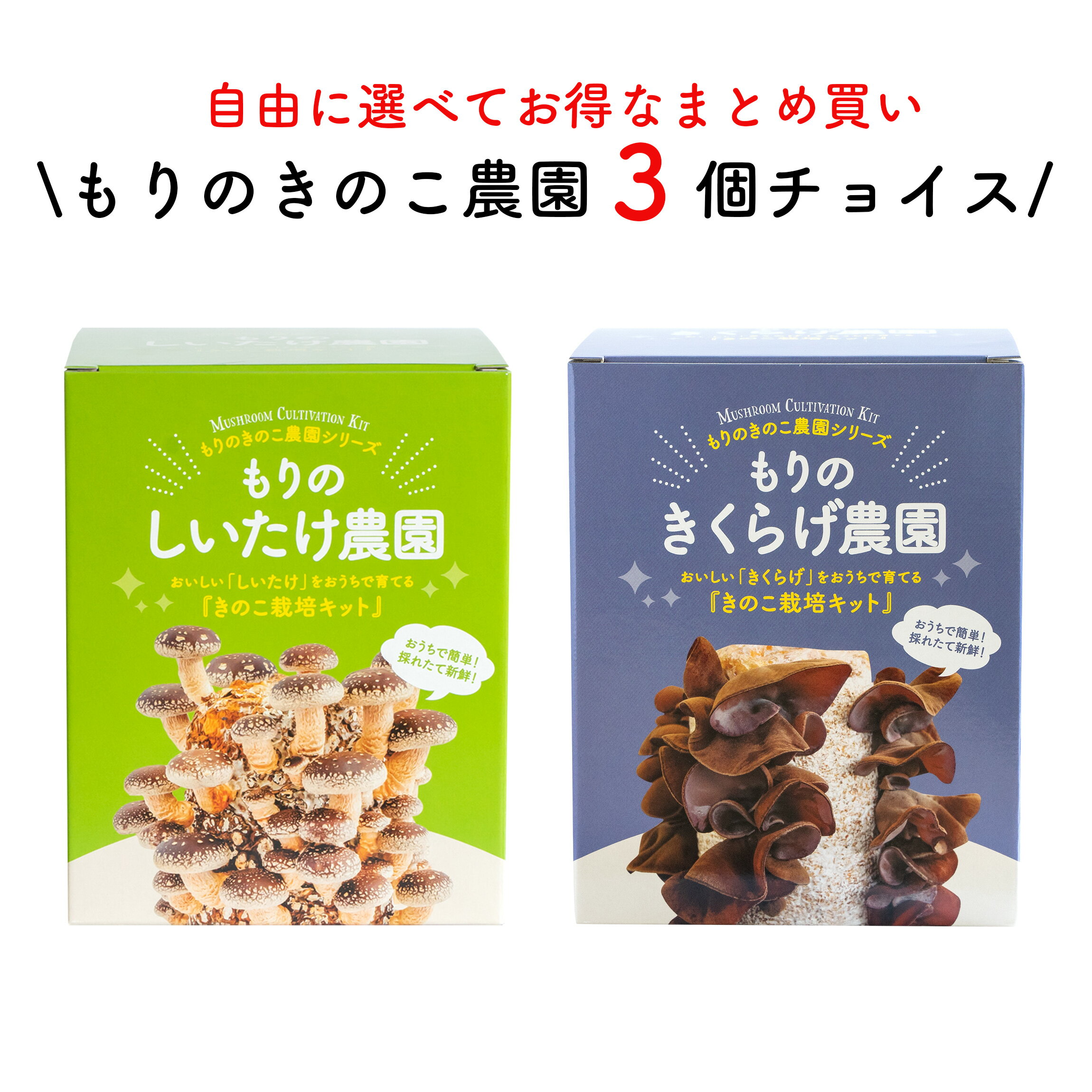 【お好み3個 選べてお得】きのこ栽培キット 農園3個チョイス（化粧箱付）| キノコ栽培 きのこ栽培 しいたけ きくらげ…