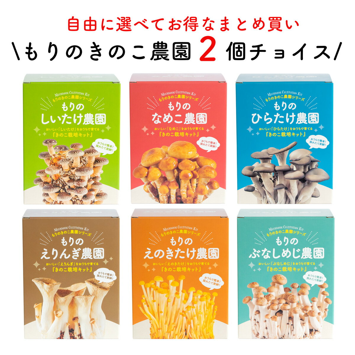 【お好み2個 選べてお得】【1月再販予定 えのきたけ】きのこ栽培キット 農園2個チョイス（化粧箱付）|キノコ栽培 きのこ栽培 しいたけ なめこ えりんぎ えのきたけ ぶなしめじ ひらたけ 家庭菜園 野菜 菌床 送料無料 きのこリウム 食育 食育キット 野菜栽培キット 学習キット