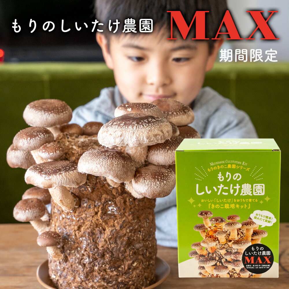 しいたけ栽培キット もりのしいたけ農園MAX デカさMAX 椎茸 しいたけ シイタケ 家庭菜園 室内 きのこ栽培 キノコ栽培 栽培キット