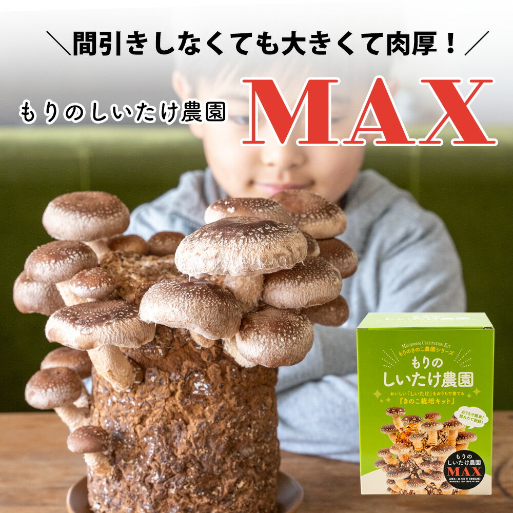 しいたけ栽培キット もりのしいたけ農園MAX | デカさMAX 椎茸 しいたけ シイタケ 家庭菜園 室内 きのこ栽培 キノコ栽培 栽培キット 栽培セット 菌床 生しいたけ 生シイタケ 国産 送料無料