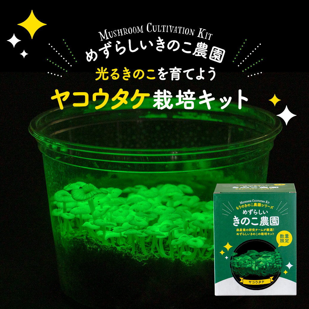 【送料無料】 水耕栽培 キット led ライト リーフレタス タネ2種付き リビングファーム ココベジ tnワイド 横型（天然木材）植物栽培用 高輝度LED600付き 野菜 ハーブ バジル 室内 プランター おしゃれ 野菜栽培 家庭菜園 食育 栽培キット