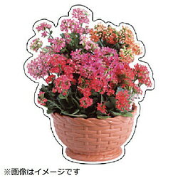 ユニット ユニット フォトジョイシール カランコエ 480×400mm 91575