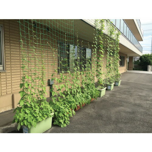 ���������� Dio���Ĥ��α�ݥͥåȡ��С�10cm���ܡ���1.8mXĹ��1.8m 260961 260961