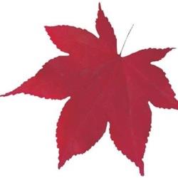 ヤマコー 型抜きクリアシート（200枚入） 65368 赤もみじ ＜QKL2202＞ QKL2202