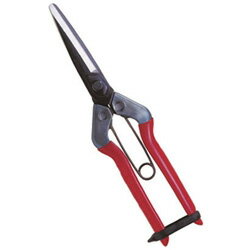 Rakuten - 近正 青果鋏 T700