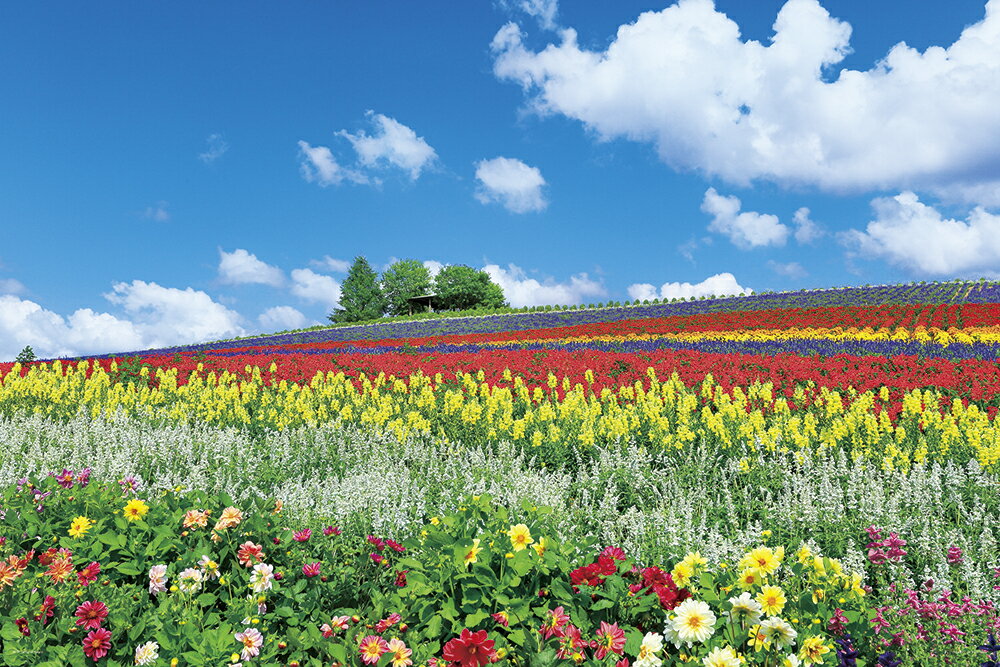 富良野を彩る花の丘 北海道 ジグソーパズル 日本の風景 1000ピース 50×75cm 10-1344 10-1344 やのまん