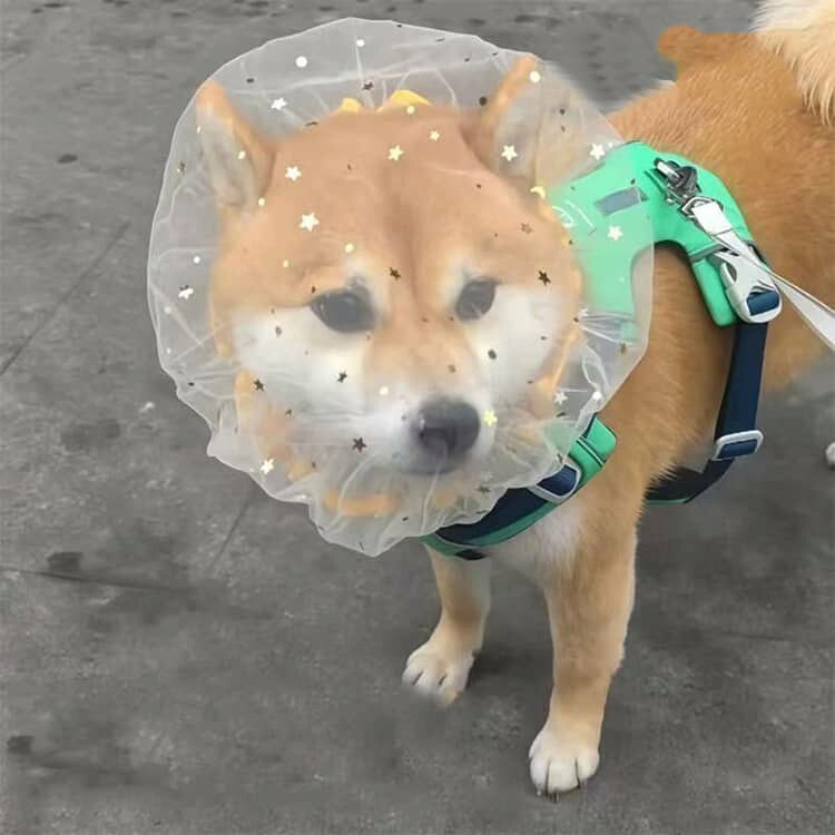 du-mit楽天市場店の4枚セット 口輪 犬 マズル しつけ用品 4枚セット 保護マスク 誤飲防止 ネット カバー 誤食防止 フェイスガード 保護フード 拾い食い防止 噛みつき防止 傷舐め防止 拾い食い防止 通気性抜群 簡単装着 虫除け 汚れ防止 フェイスカバー 小型犬 中型犬 大型犬 ペット用品｜アングル2