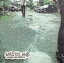 【中古】 (CD) Wasteland / BUNGEE JUMP FESTIVAL (送料無料) 1,078円