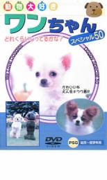 【バーゲン】【中古】DVD▼ワンちゃん スペシャル50