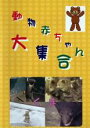 【SALE】【中古】DVD▼動物赤ちゃん大集合 3 くま