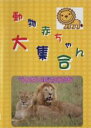 【中古】DVD▼動物赤ちゃん大集合 1 ライオンのなかまたち