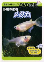 【中古】DVD▼自然なぜなに? DVD図鑑 小川の忍者 メダカ レンタル落ち