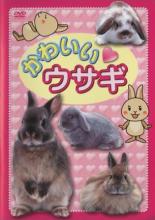 【SALE】【中古】DVD▼かわいい ウサ