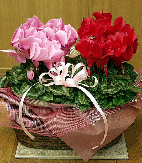 シクラメン　Pink&Red【送料無料】【お歳暮特集】