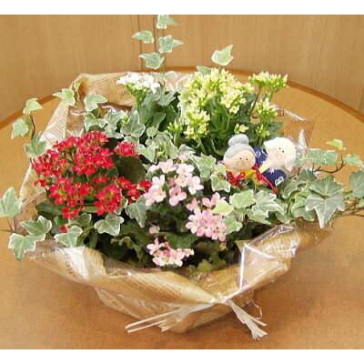 【送料無料】花持ちの良い「カランコエ」と丈夫な「アイビー」の組み合わせ。おじいちゃんもお...