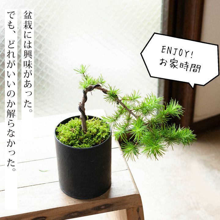 【送料無料】初心者でも育てやすい、唐松のミニ盆栽（今月の植物）