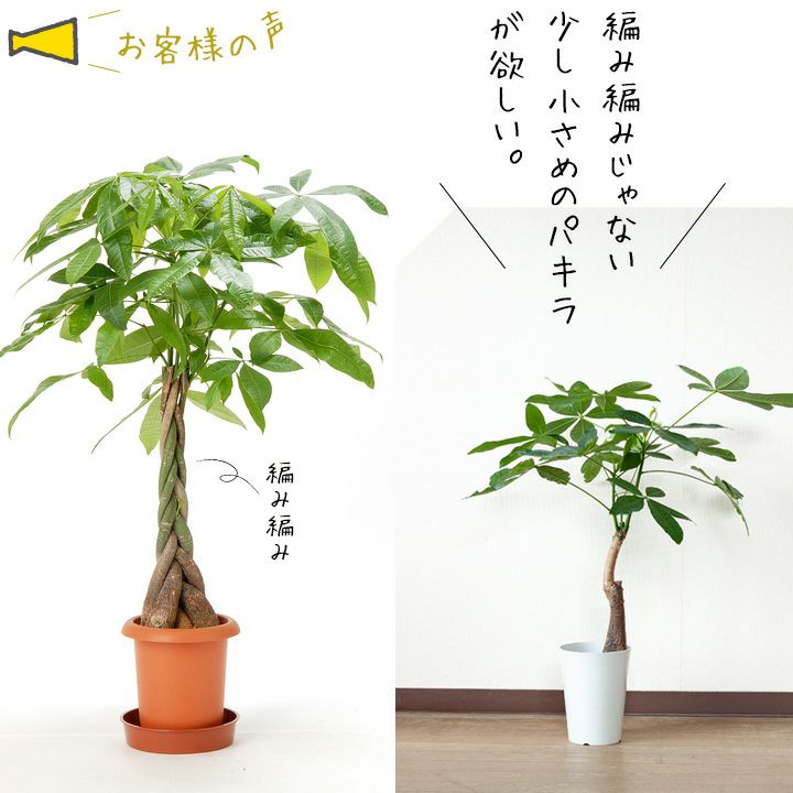 「幸運の木」パキラでも育ててみようかな。※送料無料&同梱不可商品です