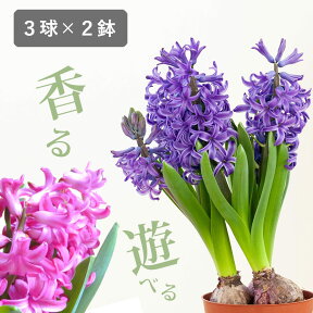 ヒヤシンス球根3球寄せ植え【2鉢セット（花色はお任せ）】ヒアシンス ポット 球根 水耕栽培水栽培にも セット 室内 白 青 紫 ピンク 赤 ミックス咲き 華やか カラフル 栽培 ガーデニング インドア 贈り物 プレゼント フラワーギフト