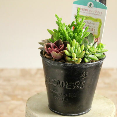 【多肉植物 ミニ 観葉植物 インテリア ブリキ】●またまた完売御礼！次回お届けは10/31〜多肉植物の寄せ植えin ブリキのハンギング♪※寄せ植えの内容は見本です。個々に内容が多少異なります。