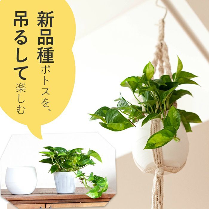 観葉植物 今月のおすすめ！吊り下げポトス3点セット(グローバルグリーン・鉢・マクラメ）のサムネイル