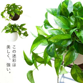 観葉植物 今月のおすすめ！ポトスグローバルグリーン（只今ツル短めです）