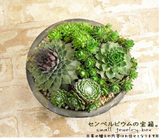 ありえない！？冬でも戸外平気の多肉植物センペルビウムと仲間たちアンティークポット（テラコッタ鉢）※寄せ植えの内容はお任せとなります。のサムネイル