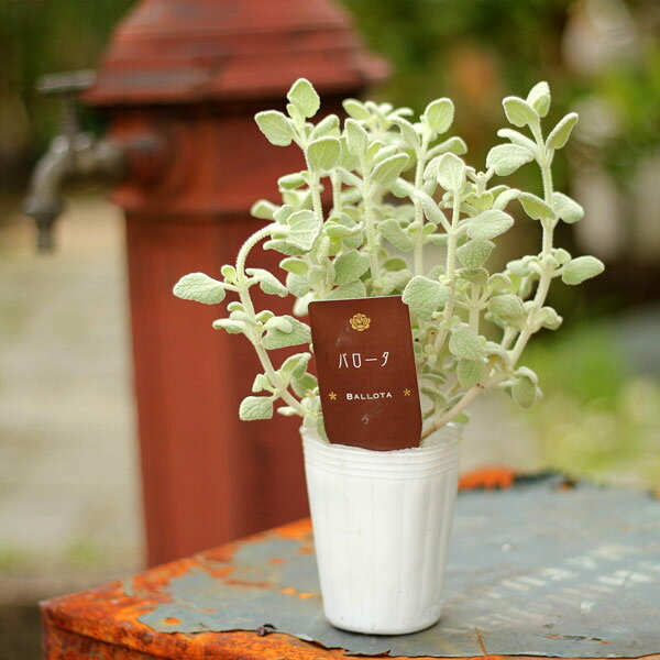 ふわっ、ふわ♪暑さにも負けず癒してくれるシルバーリーフバロータ2.5号苗※ポット苗でお届です。【耐寒性常緑多年草】のサムネイル