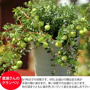 【特選】実がた〜くさん付いたクランベリー(ツルコケモモ)5号鉢サイズ