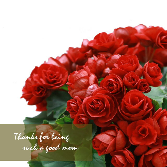 【送料無料・母の日ギフト】薔薇をも超える美しさ。 開花期間が、とっても長い品種です！ 完全数量限定・エラチオール・ベコニア「レベッカ」（同梱不可）母の日 プレゼント ギフト 2024 送料無料 花 鉢植え 生花 鉢花 花鉢