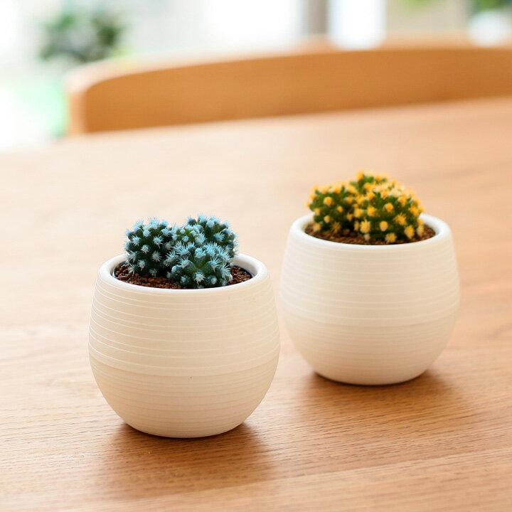 【多肉植物　おしゃれなインテリア】【2鉢セット】サボテン明日香姫（アスカヒメ）のサムネイル