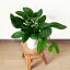 【観葉植物 おしゃれなインテリア】めずらしいモンステラ。ジェイドシャトルコック「シャトルコック」の良さを堪能できる。ボリューム満点の5号鉢