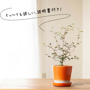 [観葉植物]小さいサイズですが、枝のいいとこ選んでます。クネクネ♪人気のソフォラ・ミクロフィラを、キュートなカラー陶器に植えて。【ミニ観葉植物なので、室内にインテリアとして飾りやすい！リトルベイビー】
