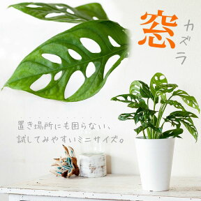 陰に強い観葉植物、マドカズラ